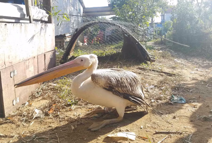 Loài chim này được xác định là bồ nông quý hiếm cần được bảo vệ