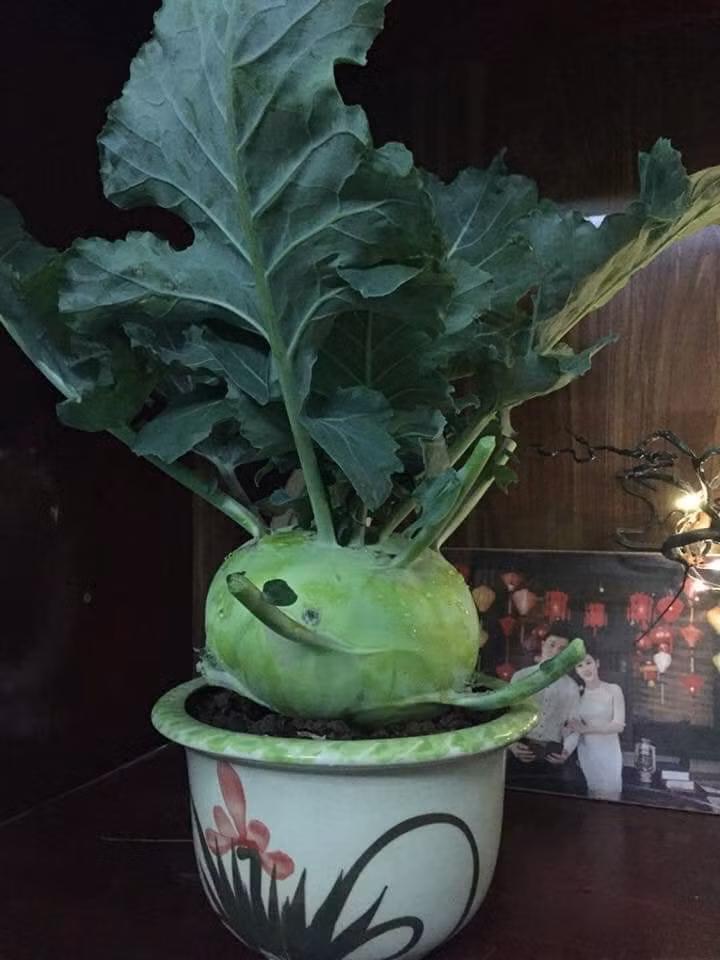 Do ảnh hưởng Covid, dùng luôncây su hào để trưng Tết.