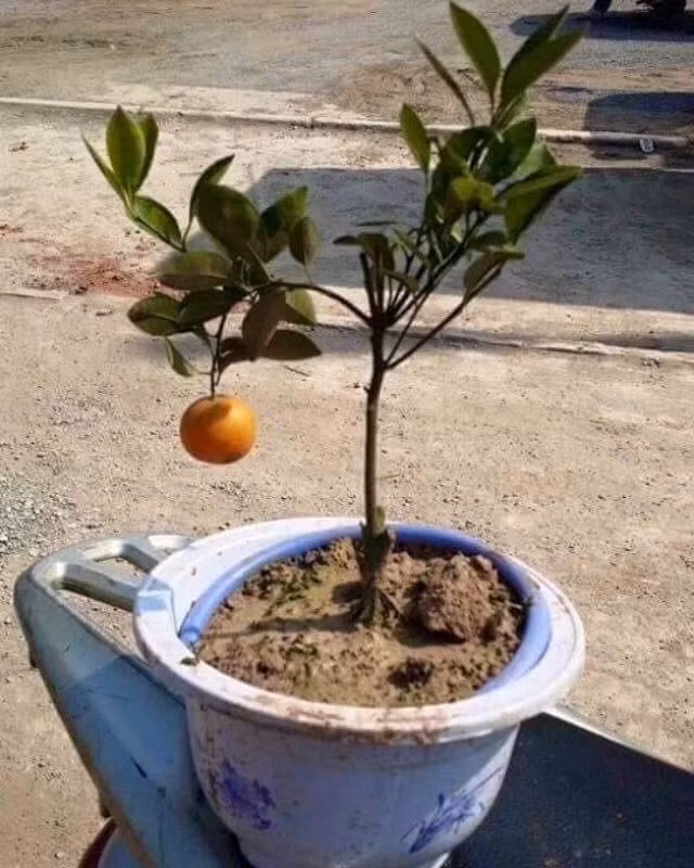 Chậu quất cô đơn.