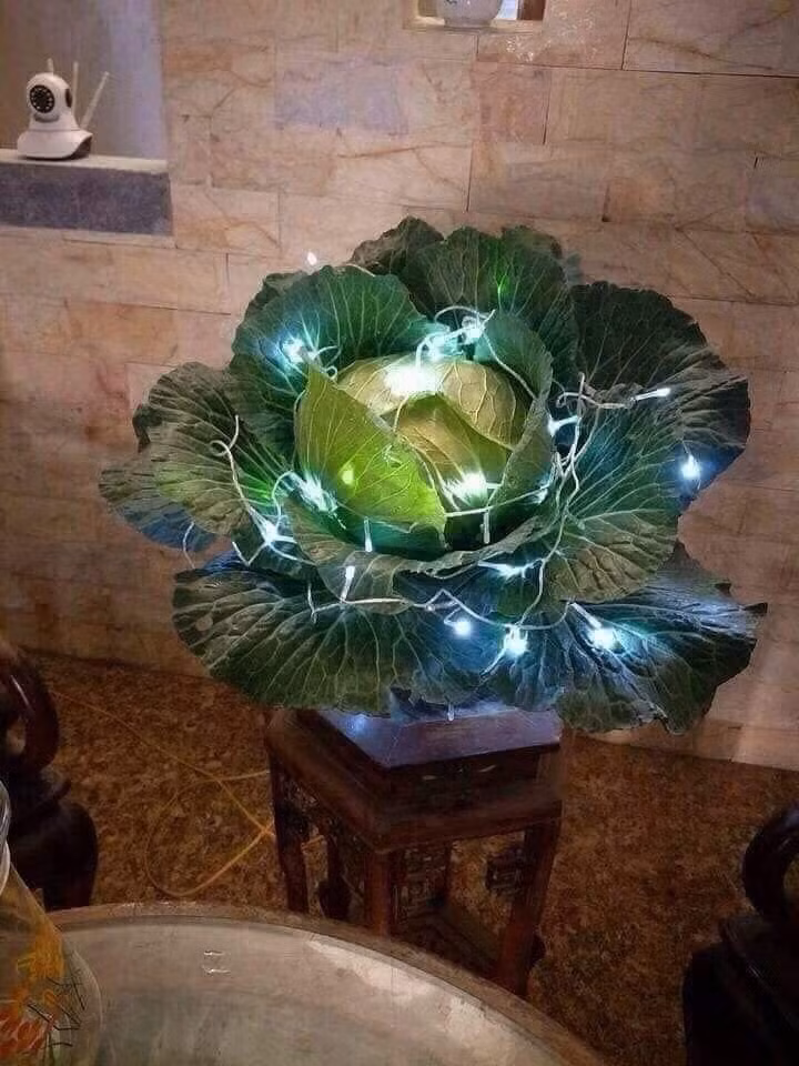Bắp cải cũng được giăng đèn led bày trong nhà dịp năm mới.