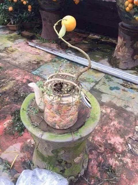 Quất cảnh thế độc long chầu nguyệt.