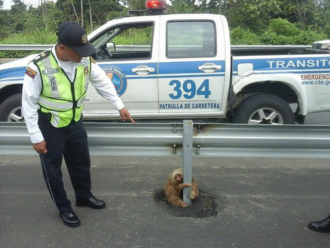 Bật cười với những “sự thật” mới được tiết lộ về thế giới động vật - Ảnh 12. Bật cười với những “sự thật” mới được tiết lộ về thế giới động vật - Ảnh 12.