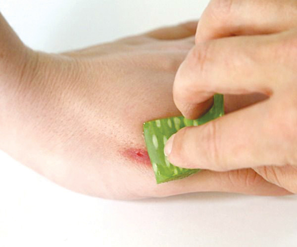 Thảo dược chống nắng cho da cực kì hiệu quả Thao duoc chong nang cho da cuc ki hieu qua