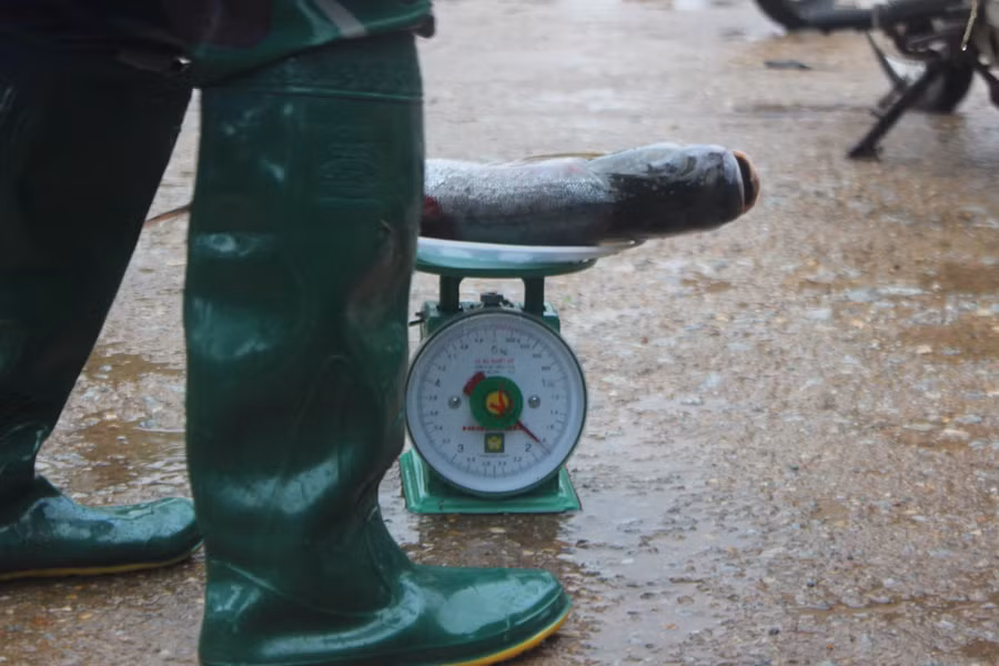 Cá mè Kẻ Gỗ được bán với giá 80.000 đồng – 100.000 đồng/kg