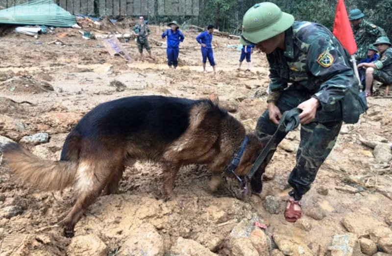 Triển khai chó nghệp vụ tìm kiếm thi thể các nạn nhân.