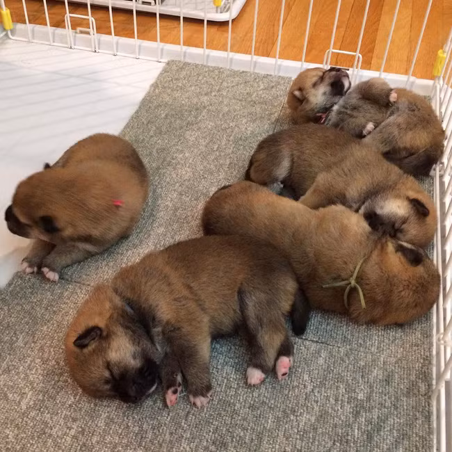 Bé trai bị đàn chó shiba chân ngắn, mông to tấn công tới tấp 