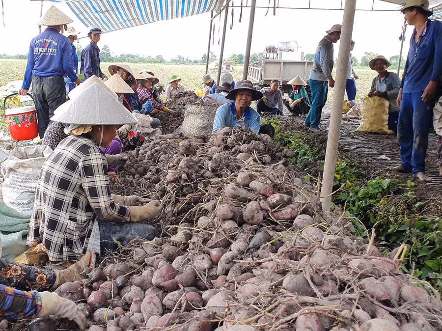 Khoai lang Vĩnh Long được xuất khẩu chính ngạch mở ra cơ hội mới cho nông dân.