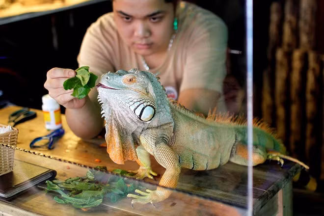 Mô tả ảnh.