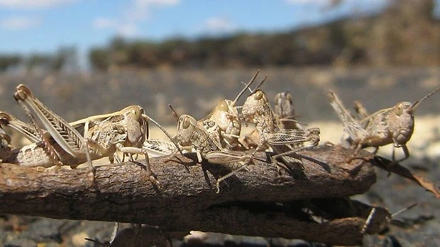 Các đàn châu chấu đã tàn phá hàng nghìn hécta đất canh tác ở Ấn Độ. (Nguồn: BBC).