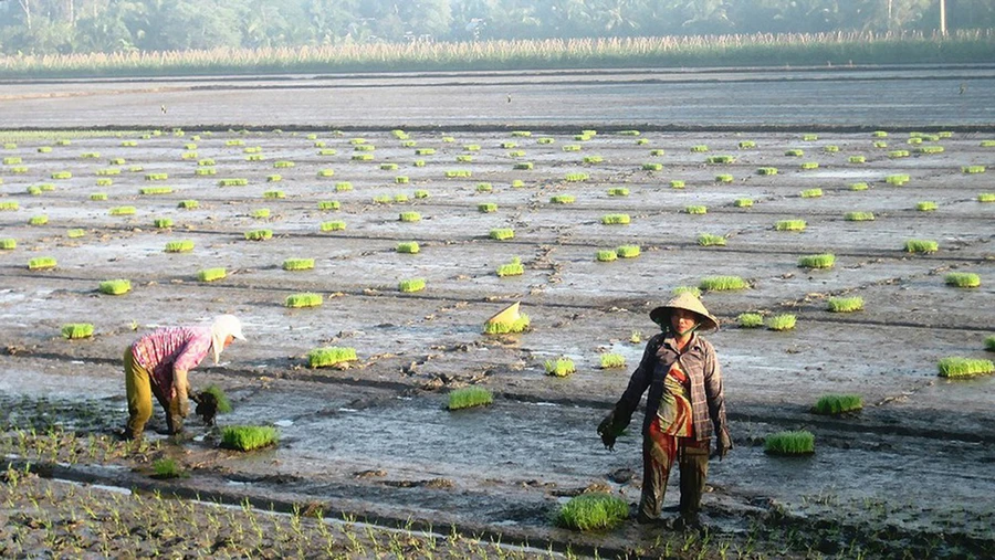 Thay vì chạy theo số lượng, sản xuất lúa gạo cần quan tâm hơn đến chất lượng
