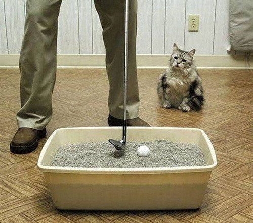 Một tác dụng khác của nhà vệ sinh dành cho mèo. Một tác dụng khác của nhà vệ sinh dành cho mèo.
