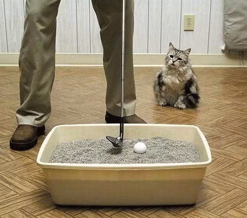 Một tác dụng khác của nhà vệ sinh dành cho mèo.