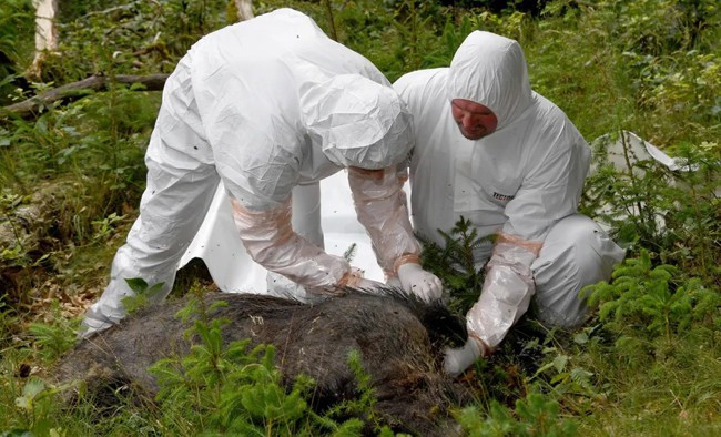 Giải pháp chống dịch tả lợn châu Phi trên thế giới - Ảnh 2. Giải pháp chống dịch tả lợn châu Phi trên thế giới - Ảnh 2.