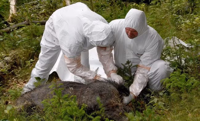 Giải pháp chống dịch tả lợn châu Phi trên thế giới - Ảnh 2.