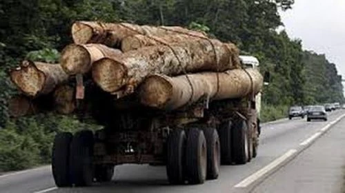 Gỗ Kevazingo được khai thác lậu ở Gabon do thị trường Trung Quốc có nhu cầu cao. 