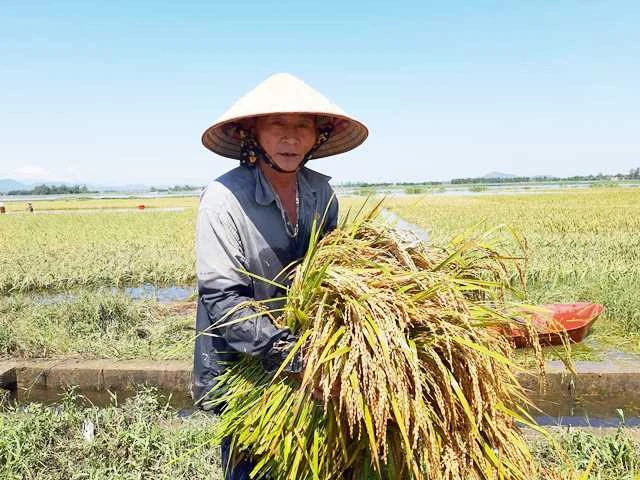 Gặt lúa mộng sau lũ lụt.