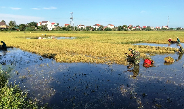 Lực lượng bộ đội giúp dân gặt lúa.