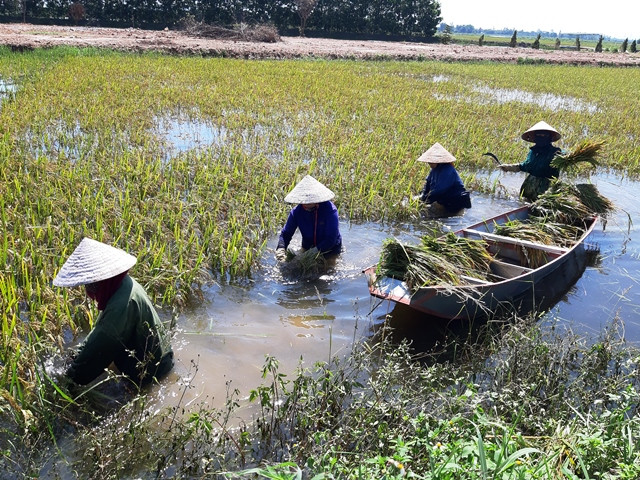 Gặt từng bông lúa nhô lên trên mặt nước.