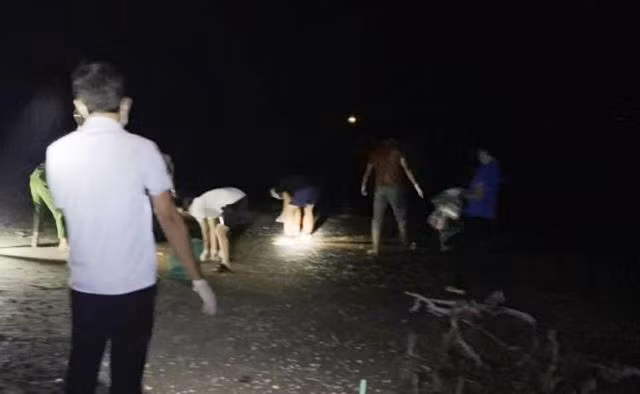 Đêm đã xuống, lực lượng chức năng cùng người dân vẫn đang thu gom cá chết ven bờ biển để tránh ô nhiễm môi trường .