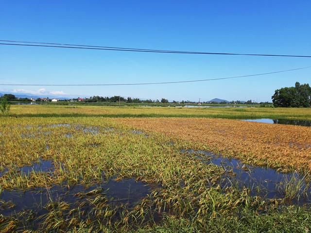 Cánh đồng lúa Hè thu ngập trong nước lũ.
