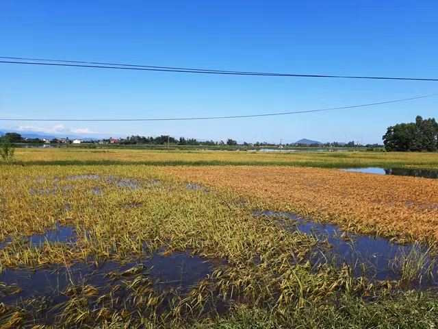 Cánh đồng lúa Hè thu ngập trong nước lũ. Cánh đồng lúa Hè thu ngập trong nước lũ.