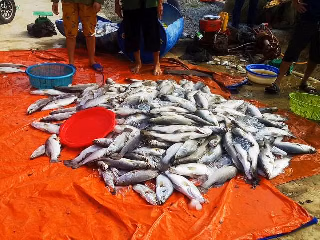 Hơn 80- tấn cá bị chết trắng