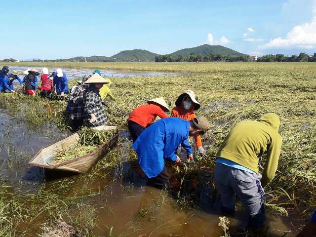 Đoàn viên thanh niên giúp người dân thu hoạch lúa trong nước lũ.