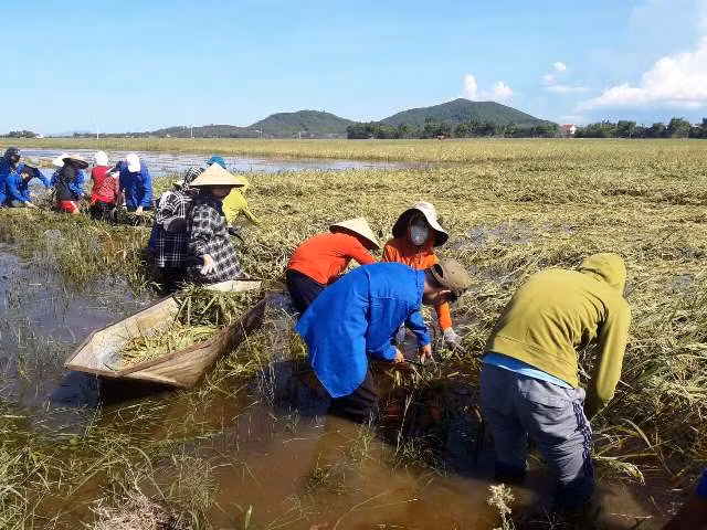 Đoàn viên thanh niên giúp người dân thu hoạch lúa trong nước lũ. Đoàn viên thanh niên giúp người dân thu hoạch lúa trong nước lũ.