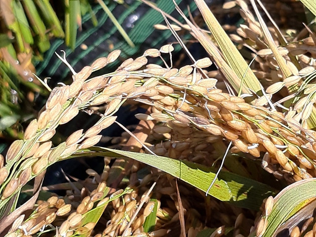 Lúa mọc mầm trắng tinh.