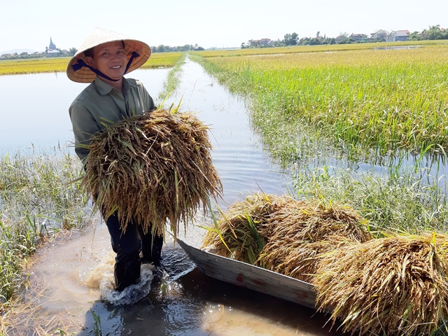 Chèo thuyền ra đồng gặt lúa mộng.