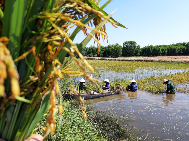Ngâm mình xuống nước.