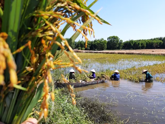Ngâm mình xuống nước.