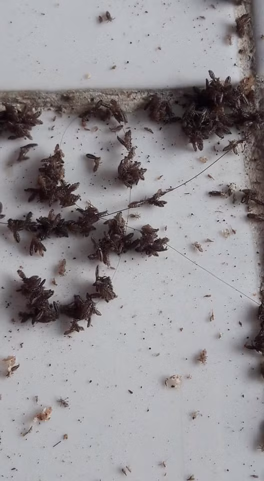 Rùng mình với tổ chấy hàng nghìn con tranh nhau làm tổ trưởng trên đầu bé gái-2