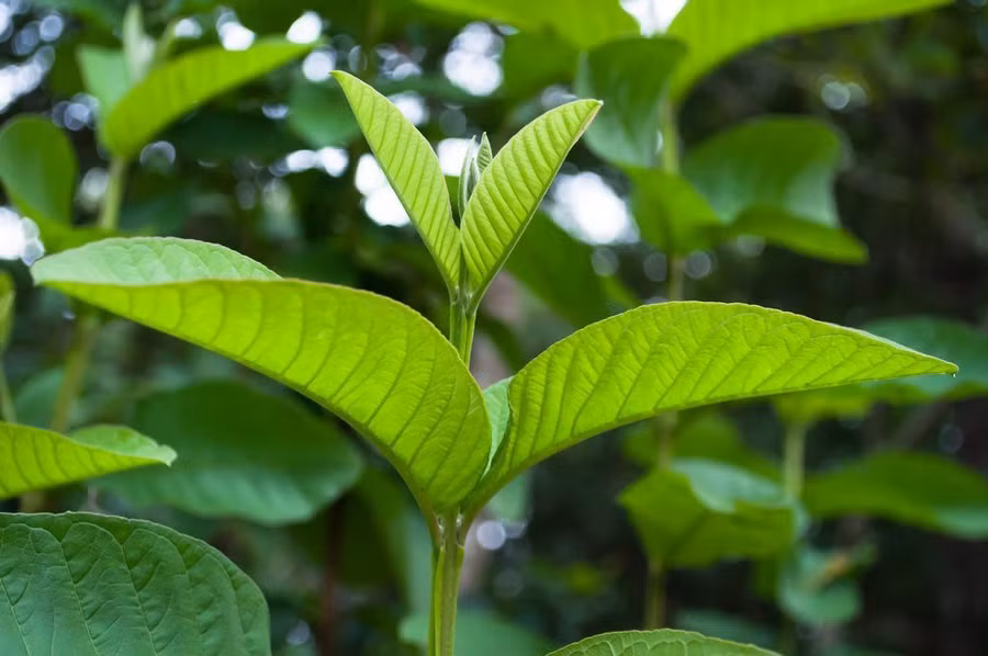 Những bài thuốc chữa bệnh cho bé từ cây ổi mẹ nên "dằn túi", phòng khi cần