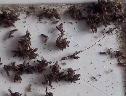 Rùng mình tổ chấy hàng nghìn con trên đầu bé gái