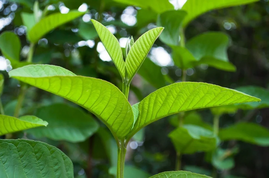 Những bài thuốc chữa bệnh cho bé từ cây ổi mẹ nên "dằn túi", phòng khi cần