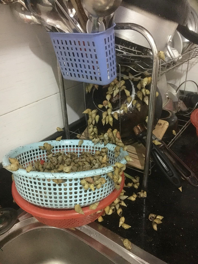 Được tặng món đặc sản nhưng quên không ăn, sáng ra cô gái trẻ rùng mình với cảnh tượng kinh hoàng trên bàn bếp - Ảnh 1. Được tặng món đặc sản nhưng quên không ăn, sáng ra cô gái trẻ rùng mình với cảnh tượng kinh hoàng trên bàn bếp - Ảnh 1.