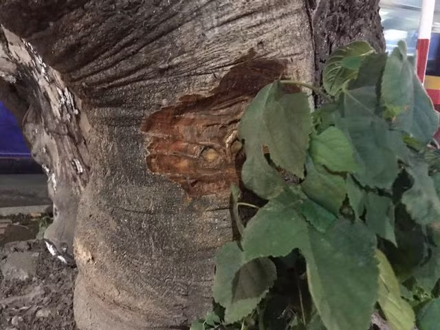 Hà Nội: Những vết khoét lạ trên thân hàng xà cừ cổ thụ - 8