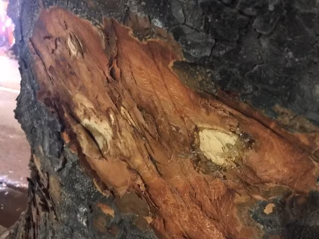 Hà Nội: Những vết khoét lạ trên thân hàng xà cừ cổ thụ - 3