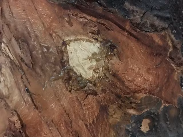 Hà Nội: Những vết khoét lạ trên thân hàng xà cừ cổ thụ - 2