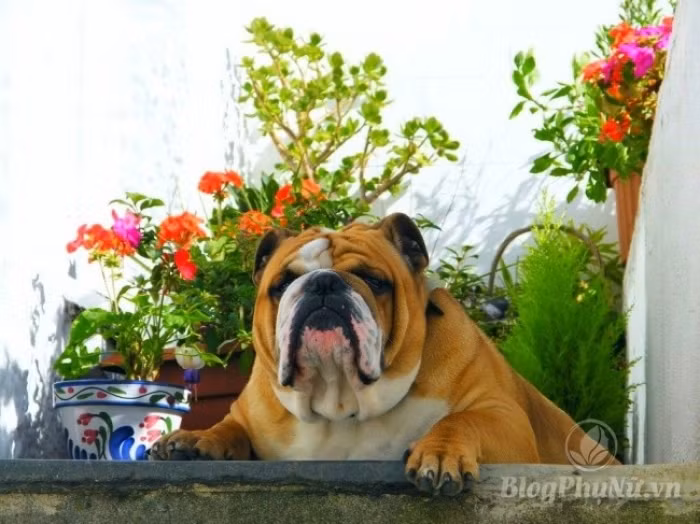 nhung loai dong vat xau xi nhung con cai cua chung lai vo cung dang yeu 9