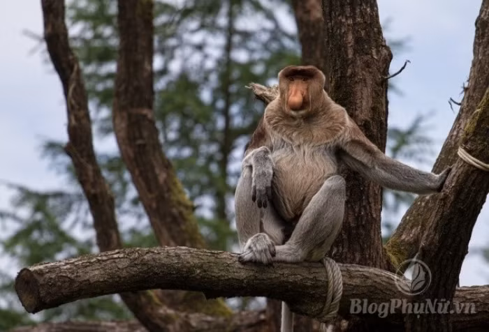 nhung loai dong vat xau xi nhung con cai cua chung lai vo cung dang yeu 13