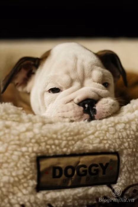 nhung loai dong vat xau xi nhung con cai cua chung lai vo cung dang yeu 10