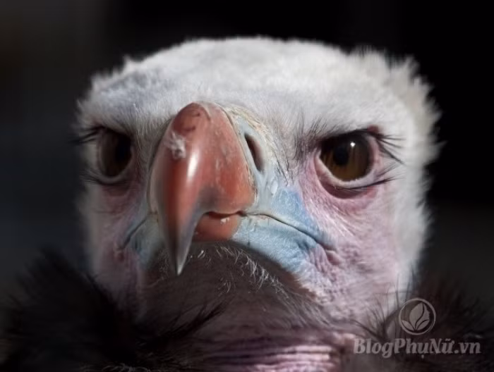 nhung loai dong vat xau xi nhung con cai cua chung lai vo cung dang yeu 17