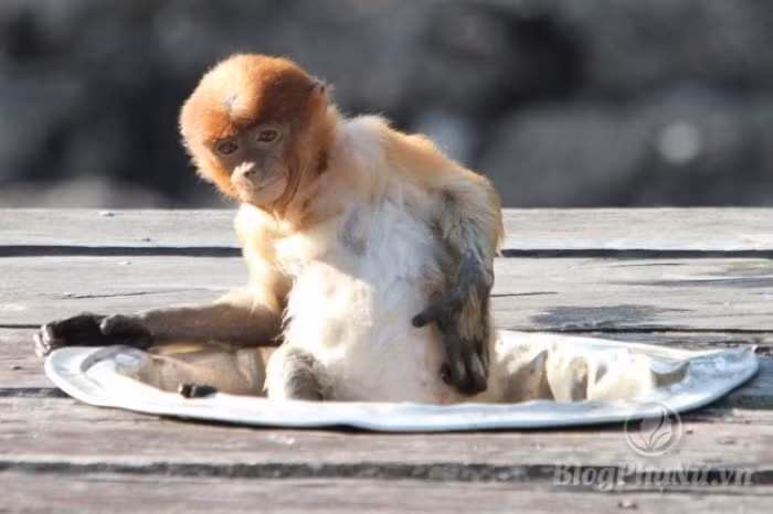 nhung loai dong vat xau xi nhung con cai cua chung lai vo cung dang yeu 20