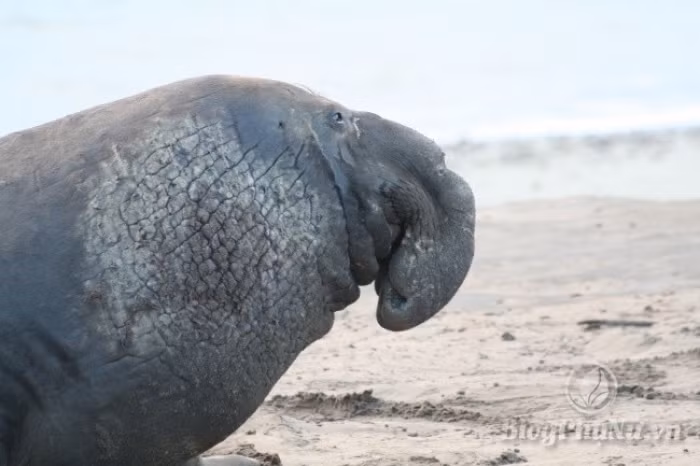 nhung loai dong vat xau xi nhung con cai cua chung lai vo cung dang yeu 5