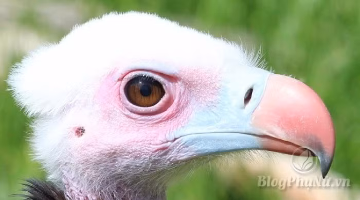 nhung loai dong vat xau xi nhung con cai cua chung lai vo cung dang yeu 18