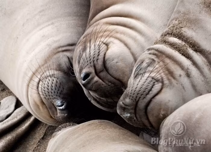 nhung loai dong vat xau xi nhung con cai cua chung lai vo cung dang yeu 1