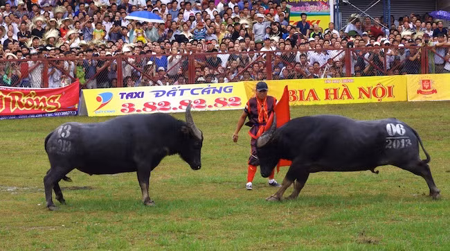 Siết chặt quản lý các lễ hội chọi trâu