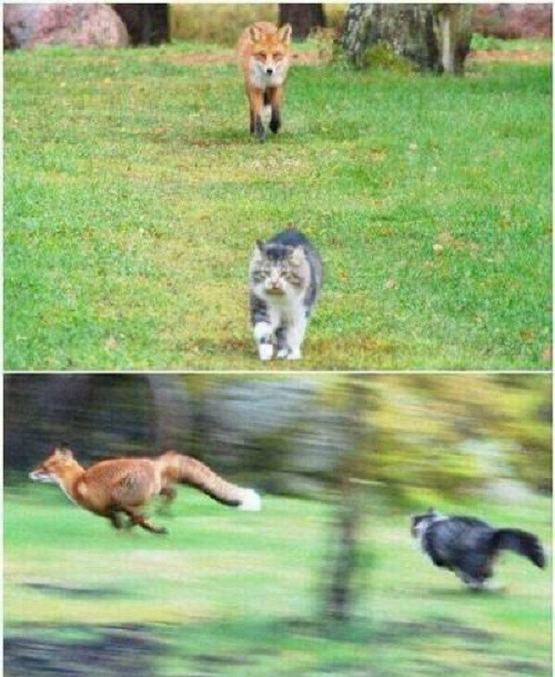 Mèo là bá chủ thế giới. Mèo là bá chủ thế giới.